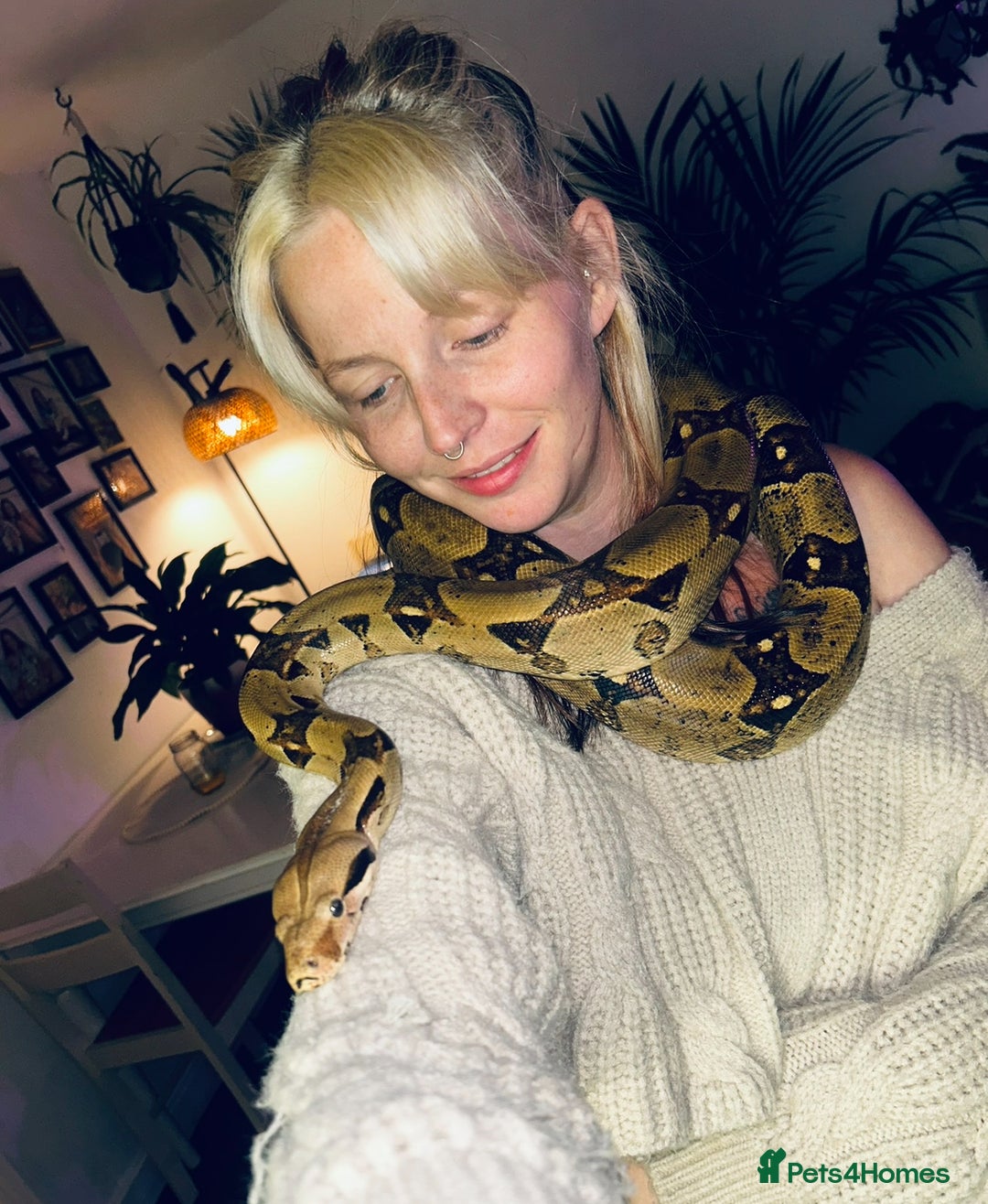 Boa Snake reptiles for sale: Six foot boa free  - Image 2