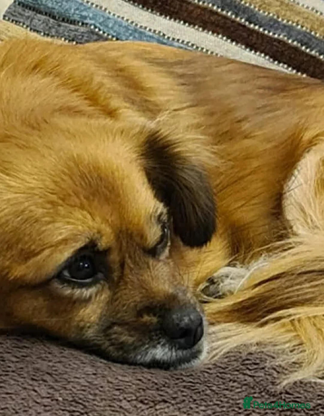 Mixed Breed dogs for adoption: Lottie seeks forever home  - Advert 2