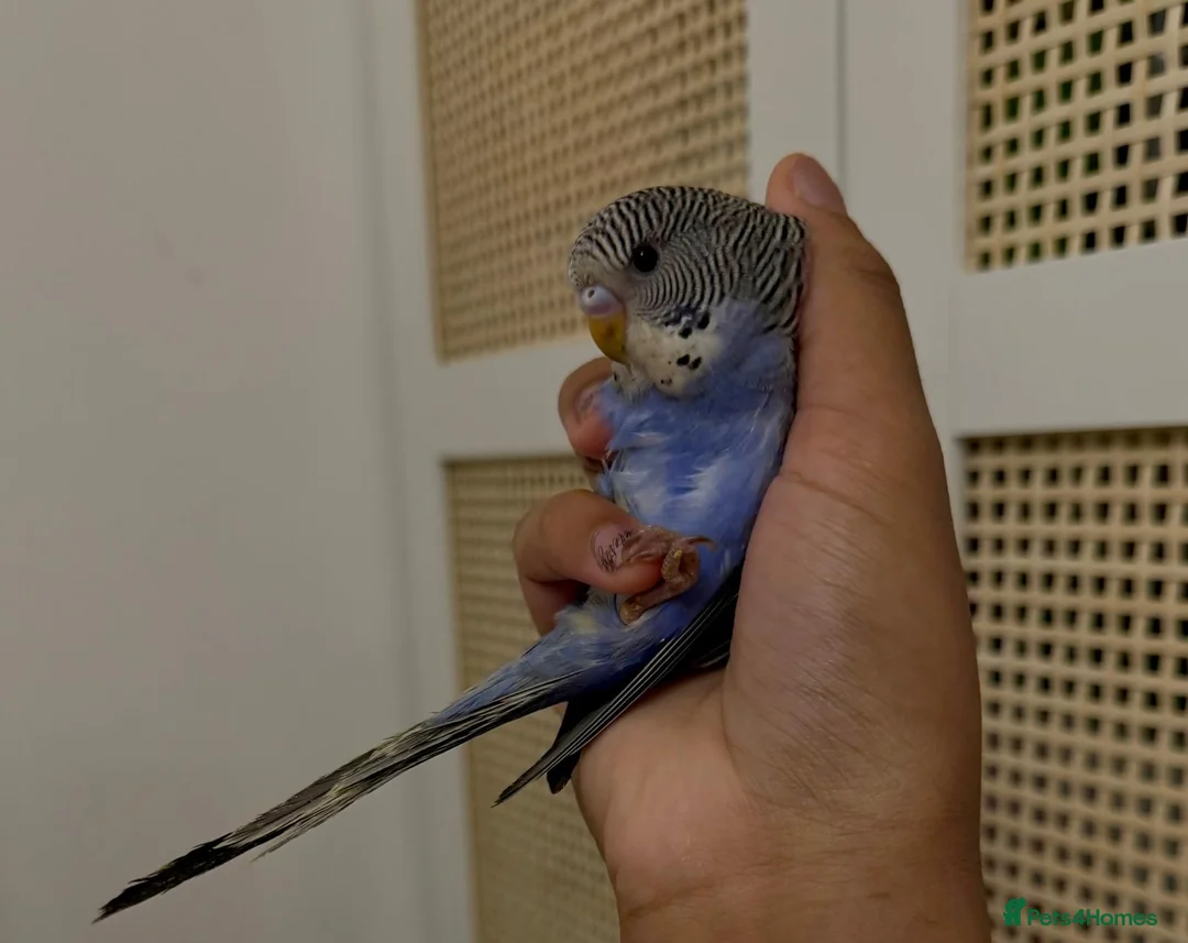 Budgerigars birds for sale: Baby split tcb/bf budgies available w/ full setup - Advert 7