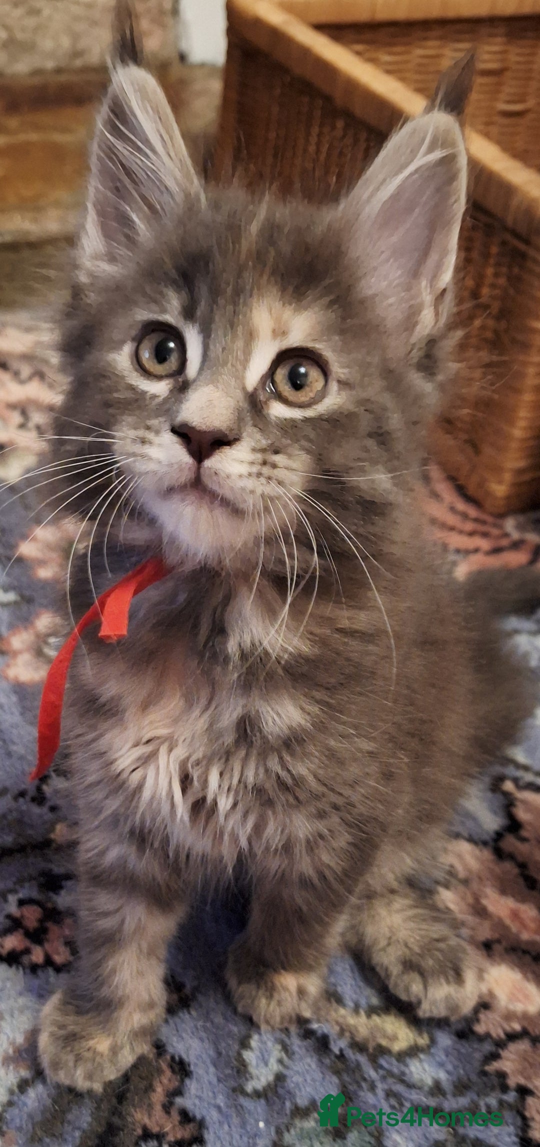 Maine Coon cats for sale: 😻 Ready Now 😻 Fluff Playful Maine Coon Kittens😻 - Advert 5