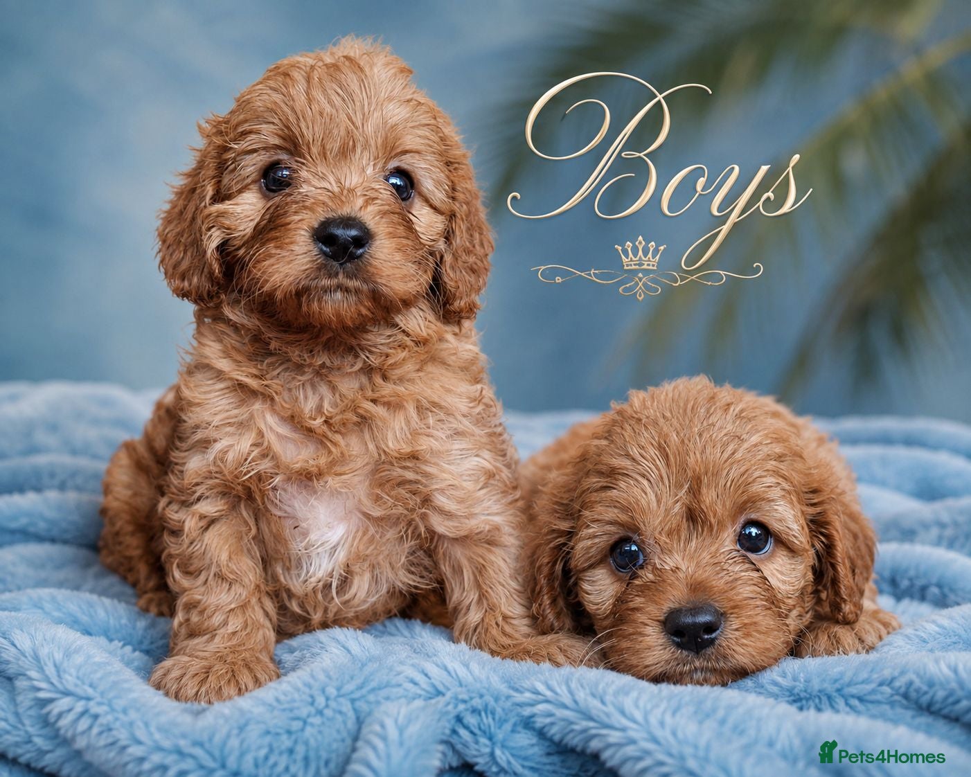 Cavapoo dogs Beautiful F1 Cavapoo Boys Available 🐶❤️ apricot - Advert 1