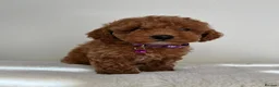 Toy Poodle dogs for sale: Beautiful Toy Poodle Puppies in Sevenoaks - Advert 9