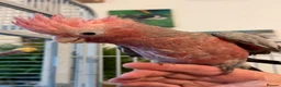 Cockatoo birds for sale: Hand reared baby galah  - Advert 7