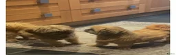 Shih Tzu dogs for sale: 5 ShihTzu Puppies for Sale in Manchester - Advert 4