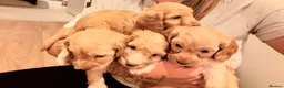 Cockapoo dogs for sale: 🐾 Gorgeous F2 Cockapoo Puppies 🐾 - Advert 21