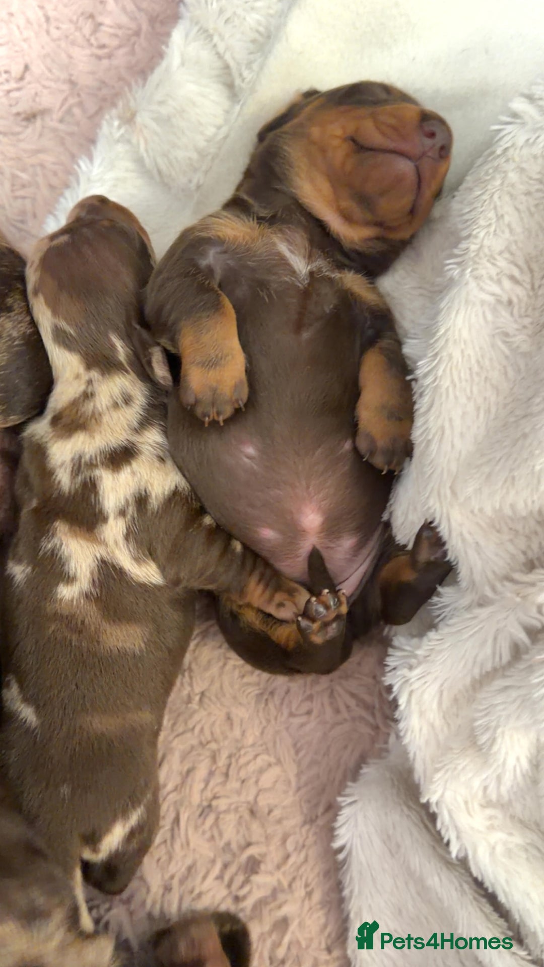 Miniature Dachshund dogs for sale: Miniature Dachshund  - Advert 5