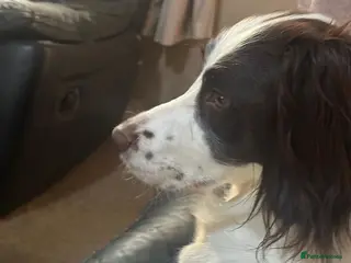 English Springer Spaniel dogs 9 Liver & White Springer Spaniel Puppies - Advert 3