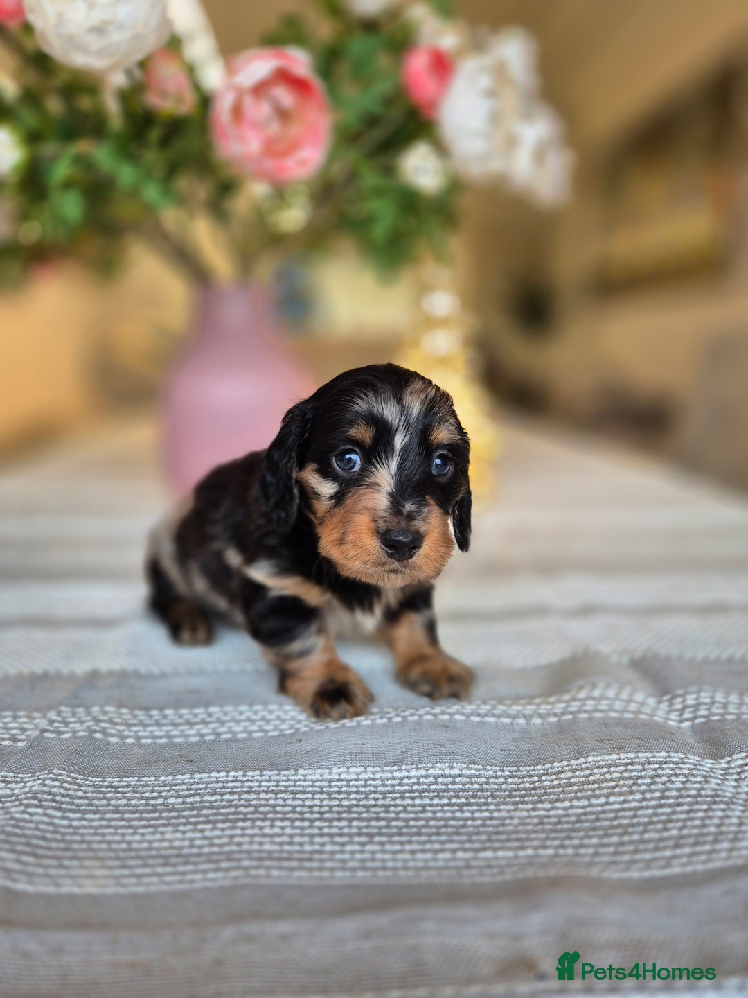 Dachshund dogs for sale: 💙Miniature Dachshund puppies! First litter!🩷  - Advert 6