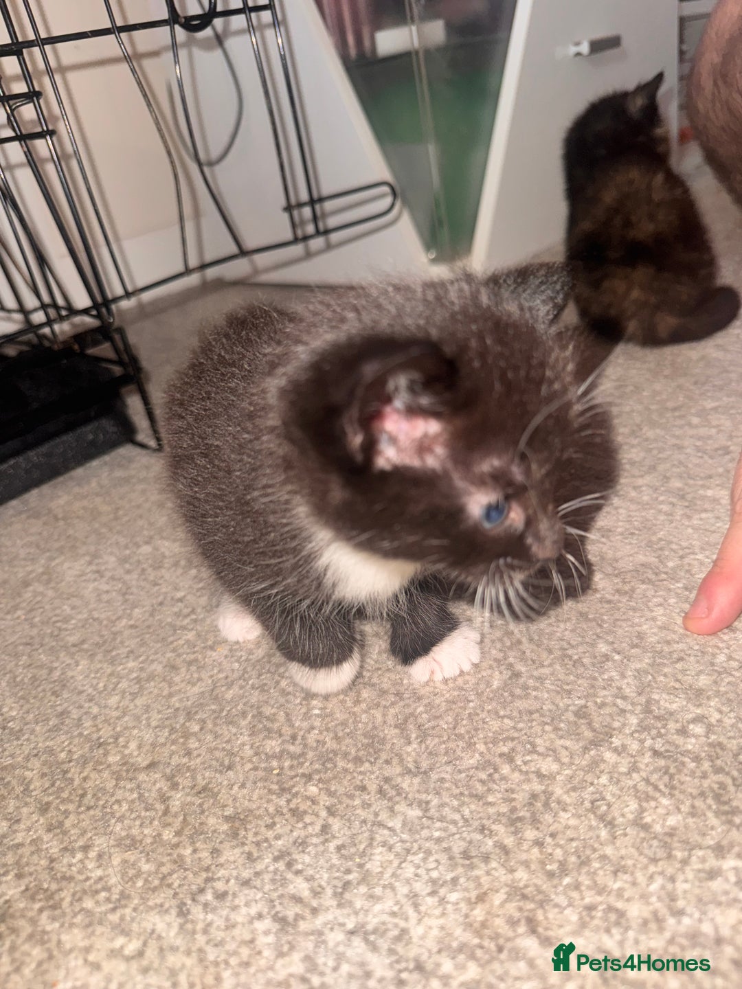 Mixed Breed cats for sale: Mixed breed kittens  - Image 18