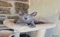 Russian Blue cats for sale: TICA pedigree russian blue adult sisters - Image 7