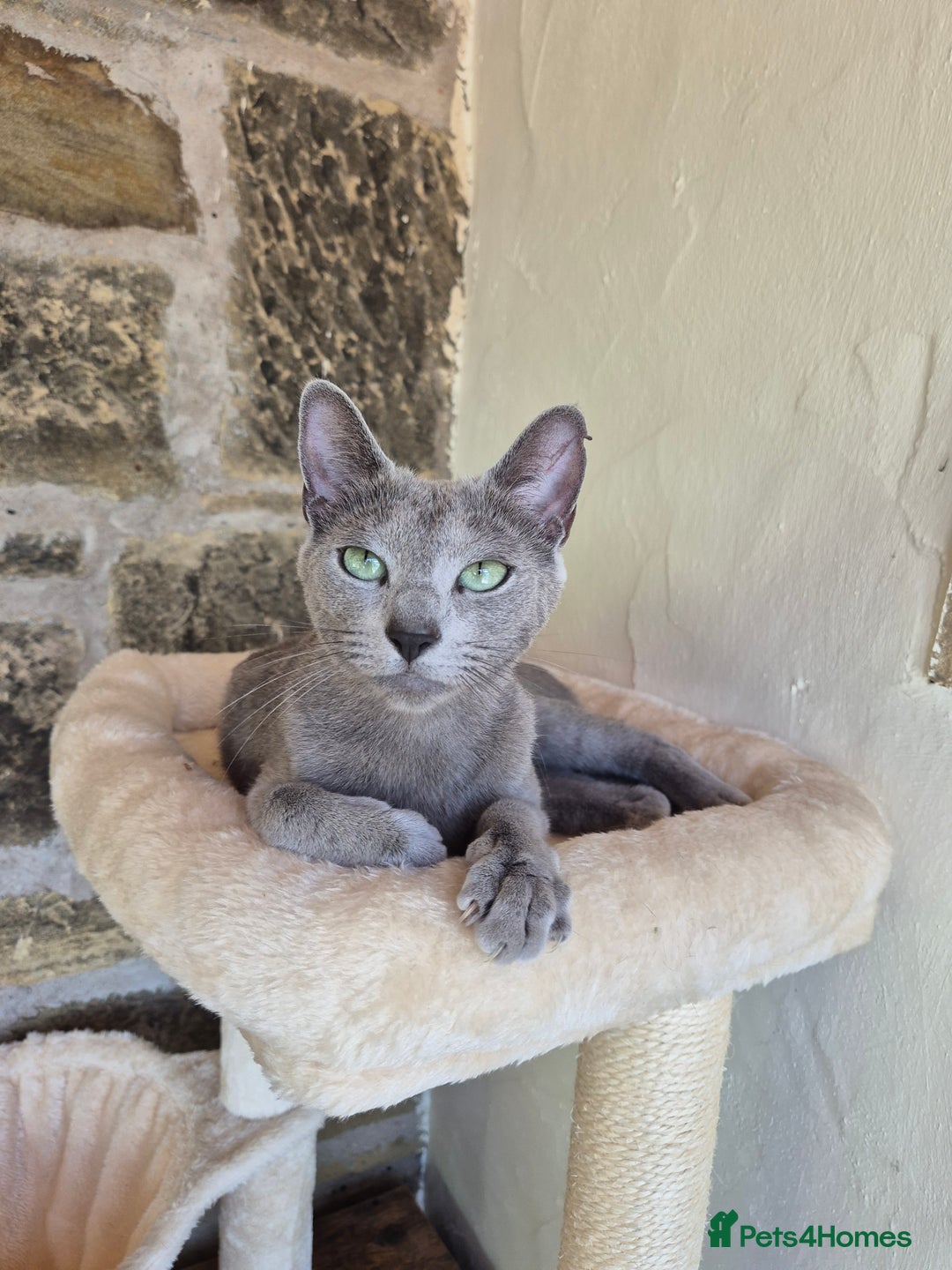Russian Blue cats for sale: TICA pedigree russian blue adult sisters - Image 7