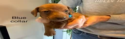 Miniature Dachshund dogs for sale: Miniature dachshund puppies available  - Advert 25