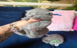 British Shorthair cats for sale: British Shorthair Champion Line kittens 🏆🥇😻 - Image 25