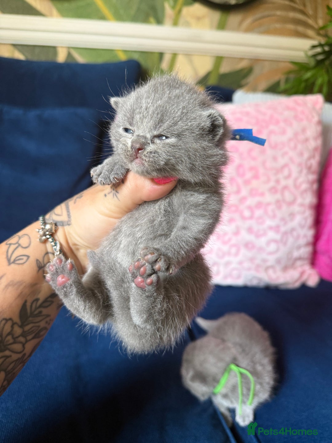 British Shorthair cats for sale: British Shorthair Champion Line kittens 🏆🥇😻 - Image 25