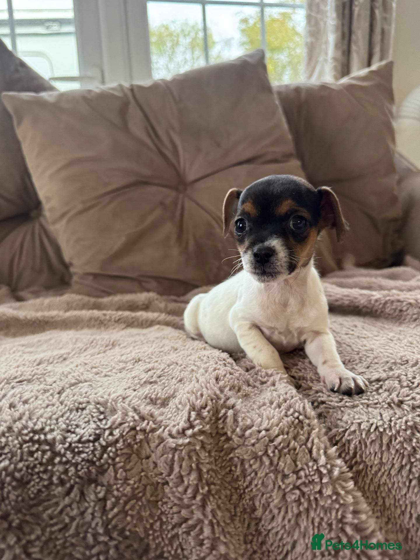 Jack Russell dogs Jack Russel Girl puppy  - Advert 18