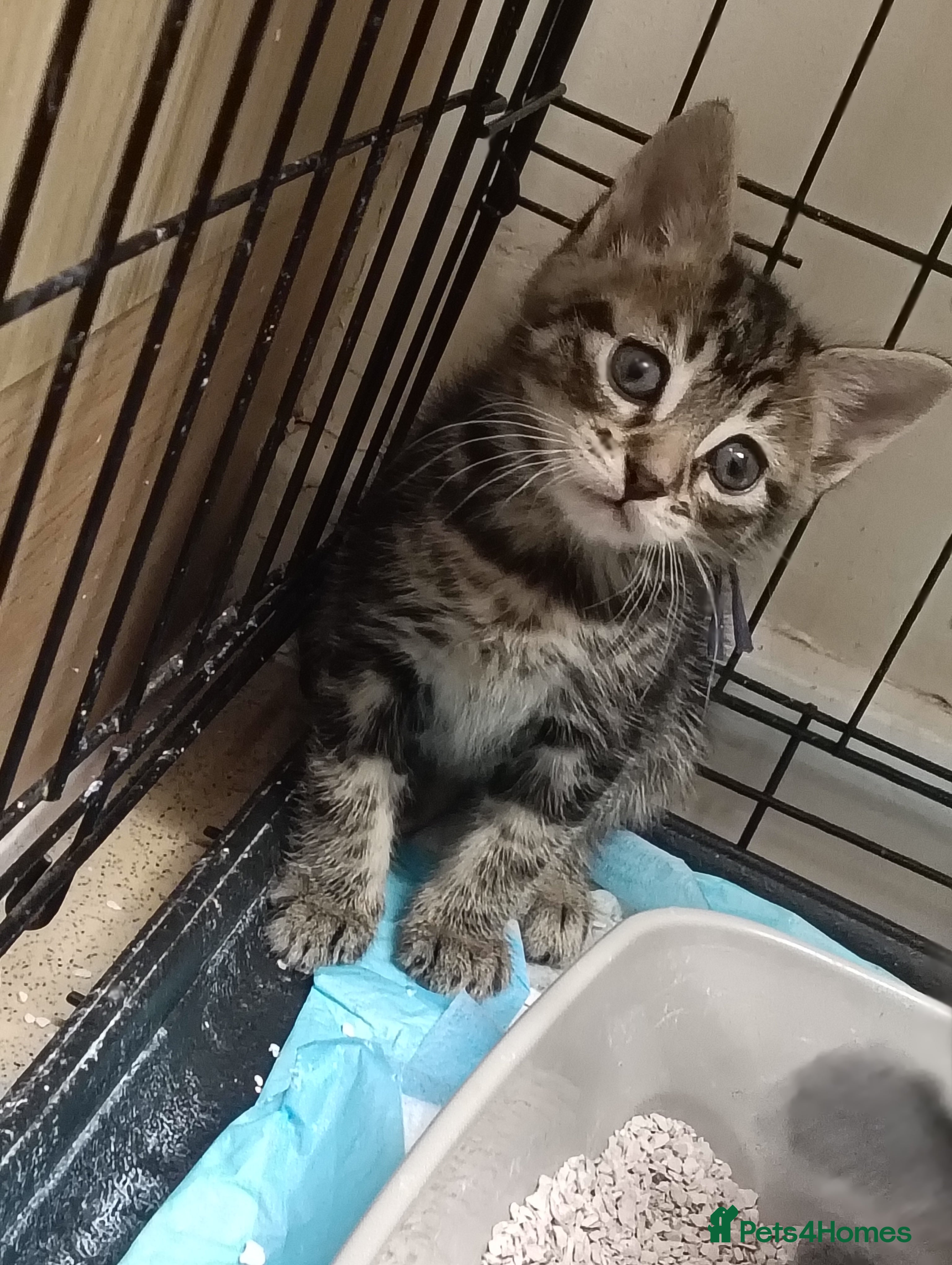 Mixed Breed cats Beautiful blue/grey/tabby kittens - Advert 2