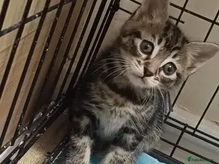 Mixed Breed cats Beautiful blue/grey/tabby kittens - Advert 2