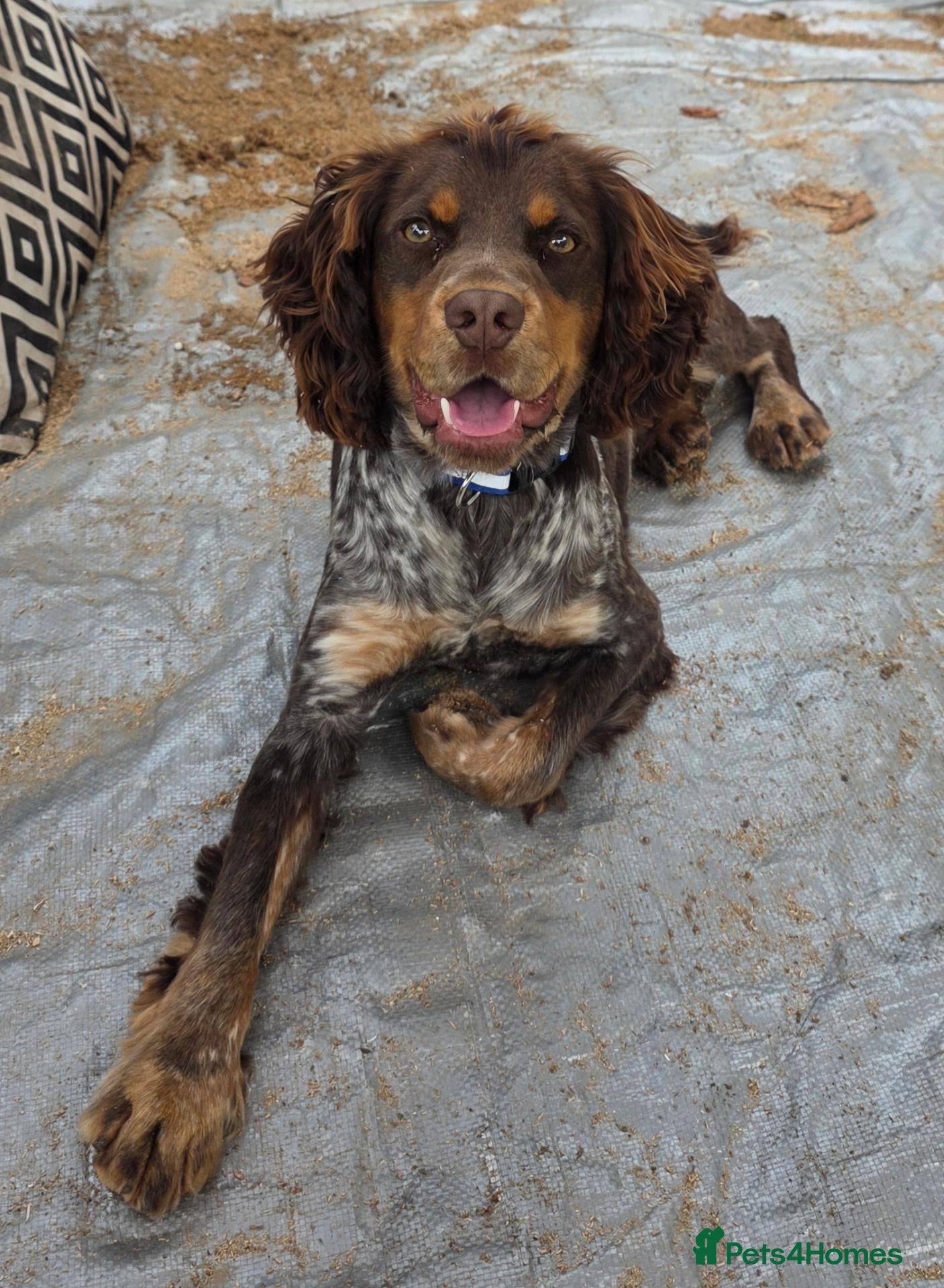 Cocker Spaniel dogs Health tested working cocker spaniel 10 month d - Advert 3