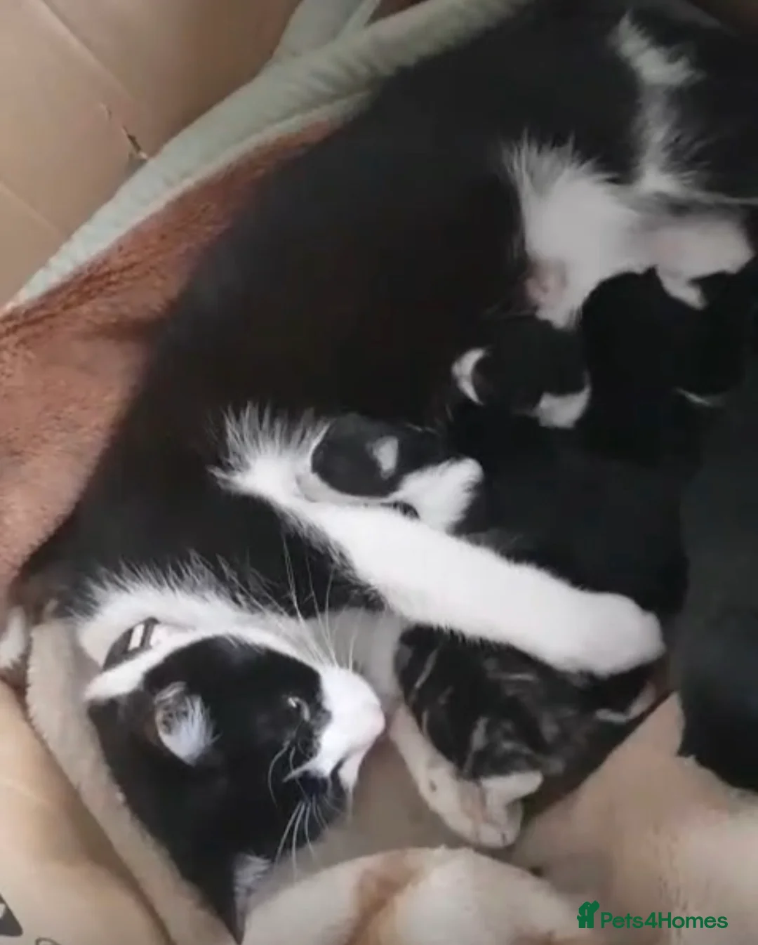 Mixed Breed cats for sale: One boy tuxedo kitten  - Advert 6