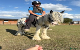 Irish Cob horses for sale: beautiful kids pony project ❤️ - Image 1
