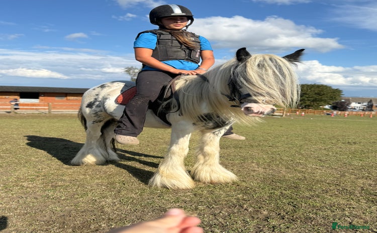 Irish Cob horses - Advert 1