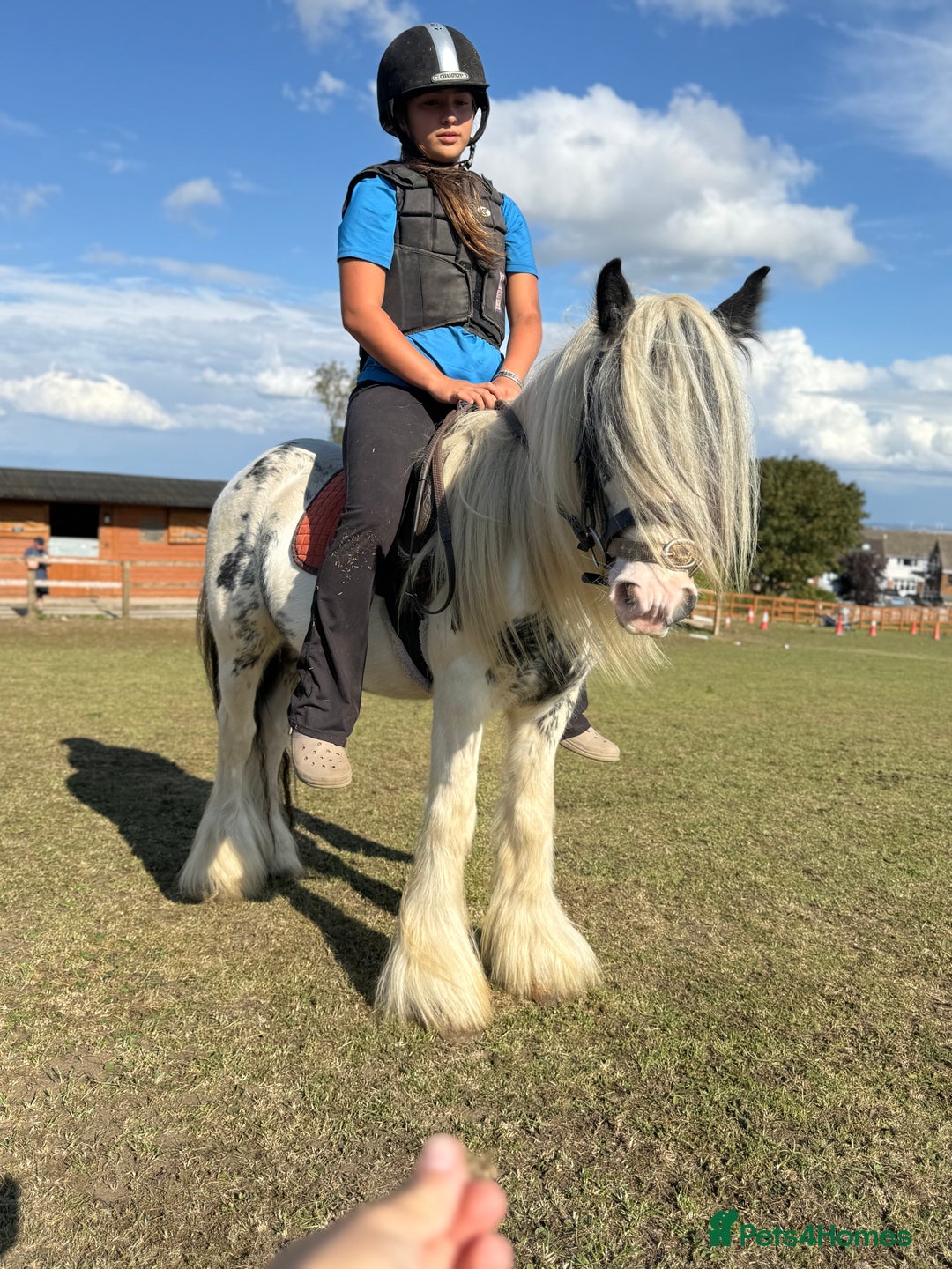 Irish Cob horses for sale: beautiful kids pony project ❤️ - Image 1