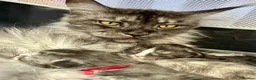 Maine Coon cats for sale: 6 Beautiful pedigree TICA reg Maine Coon kittens - Advert 3