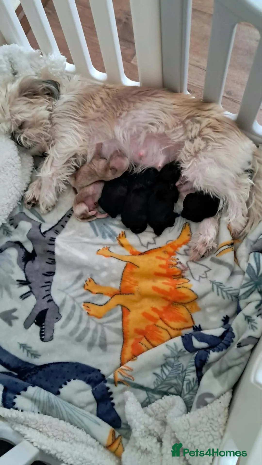 Shihpoo dogs for sale: Teddy bear shihpoo puppies  - Advert 2