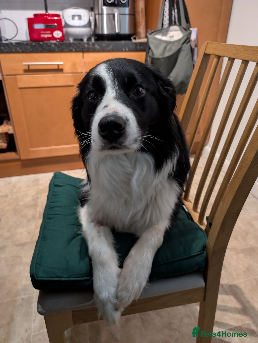 Border Collie dogs for stud: STUD DOGS PROVEN Red / Chocolate & Black and White in Bingley - Advert 8