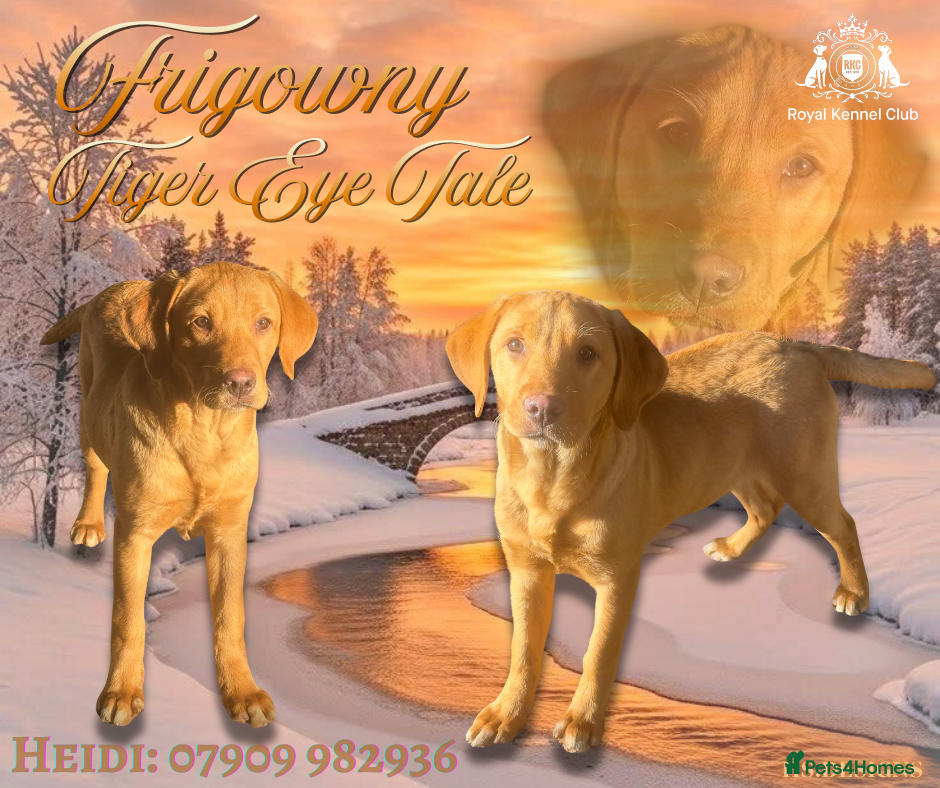 Labrador Retriever dogs Roger the Fox Red Lab - Advert 12