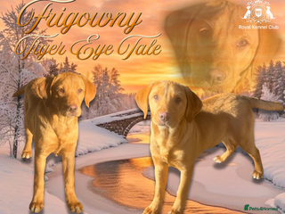 Labrador Retriever dogs Roger the Fox Red Lab - Advert 10