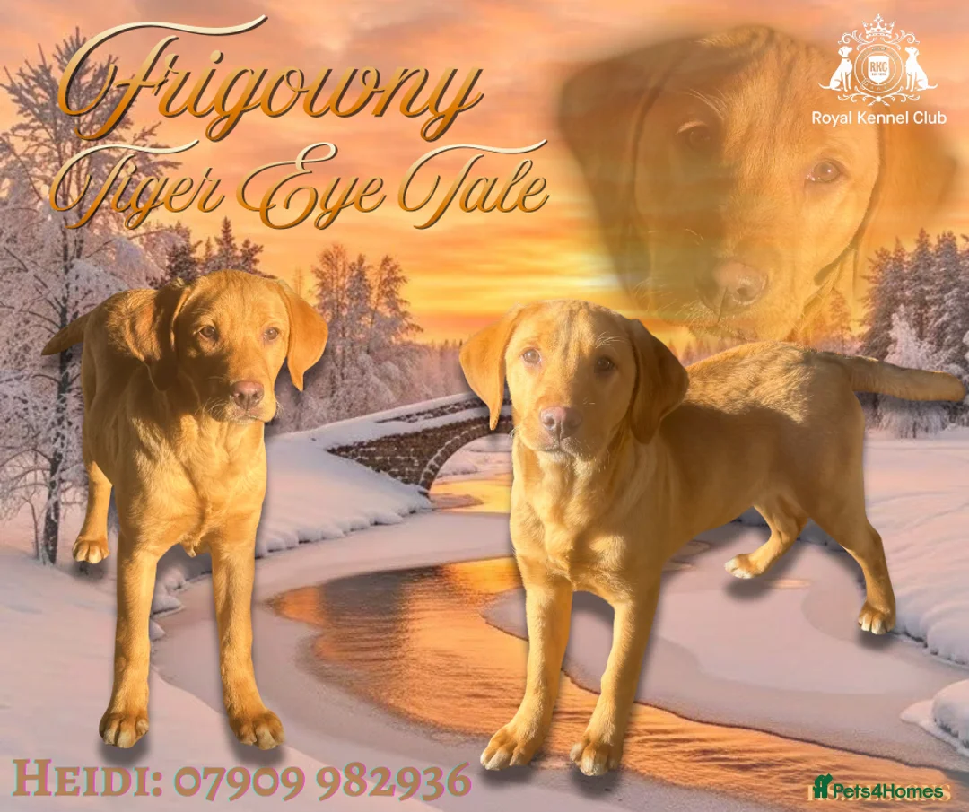 Labrador Retriever dogs for sale: Roger the Fox Red Lab - Advert 1