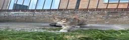 Mixed Breed cats for sale: Binx and Beau  - Advert 8