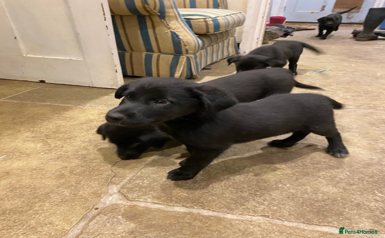 Borador dogs - Advert 1