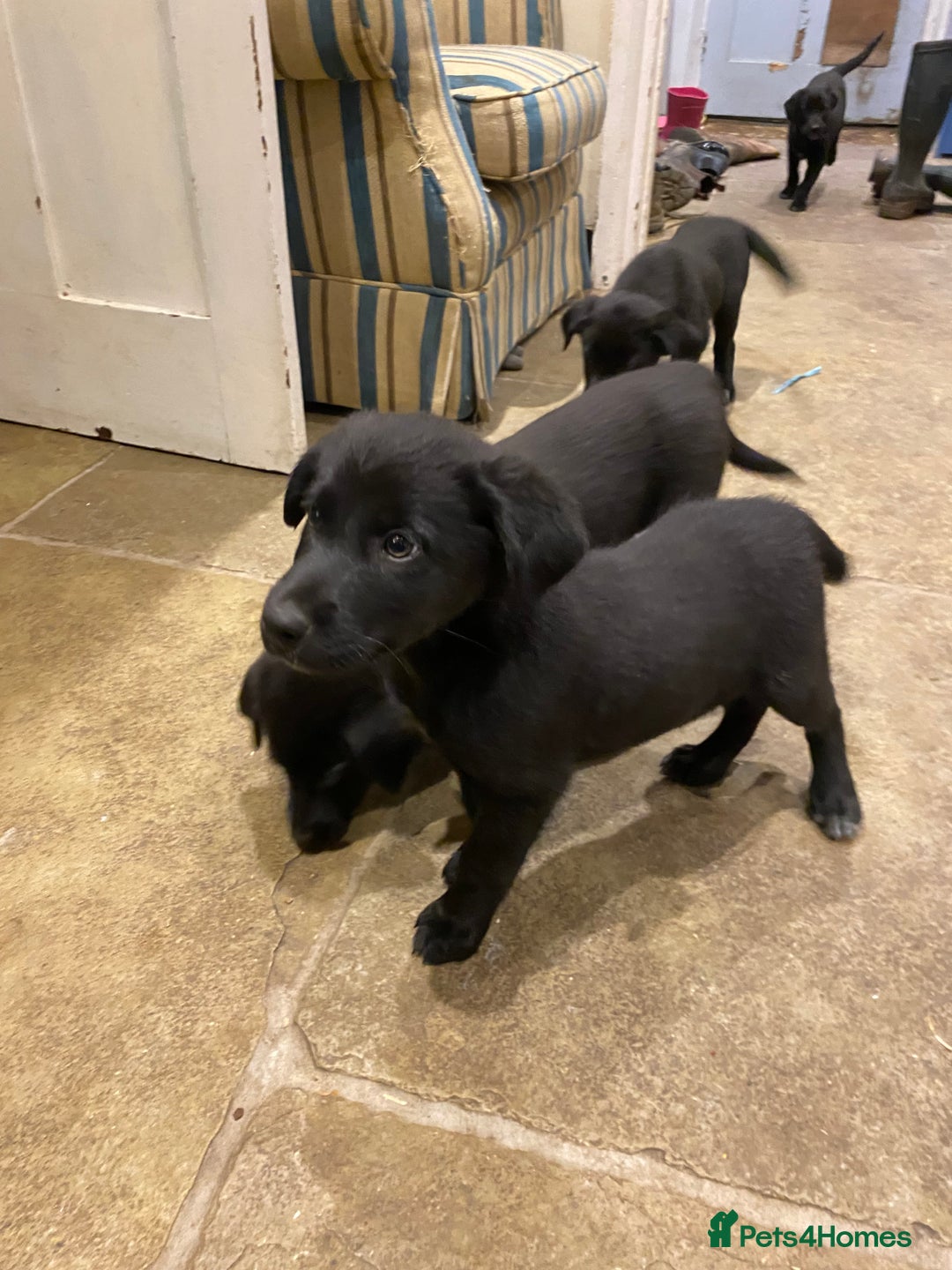 Borador dogs for sale: Perfect Collie x Lab Puppies! Perfect Family Pets - Image 1