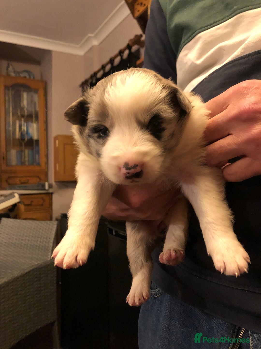 Border Collie dogs for sale: Border Collie (Long haired Blue merle) - Advert 16