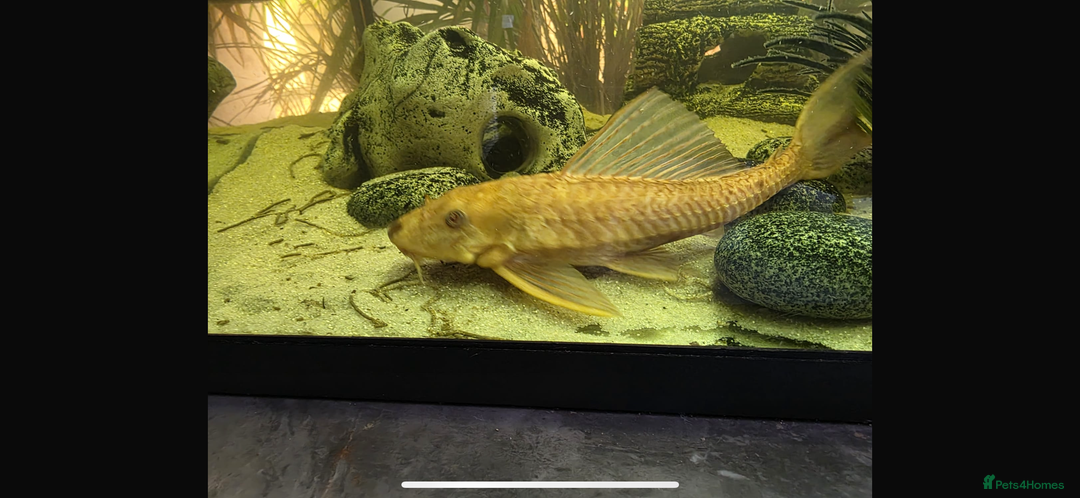 Plecos fish for sale: Albino and Black plecos need new home - Image 5