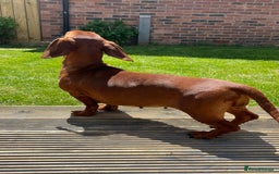 Dachshund dogs for sale: Shaded red male dachshund  - Image 3