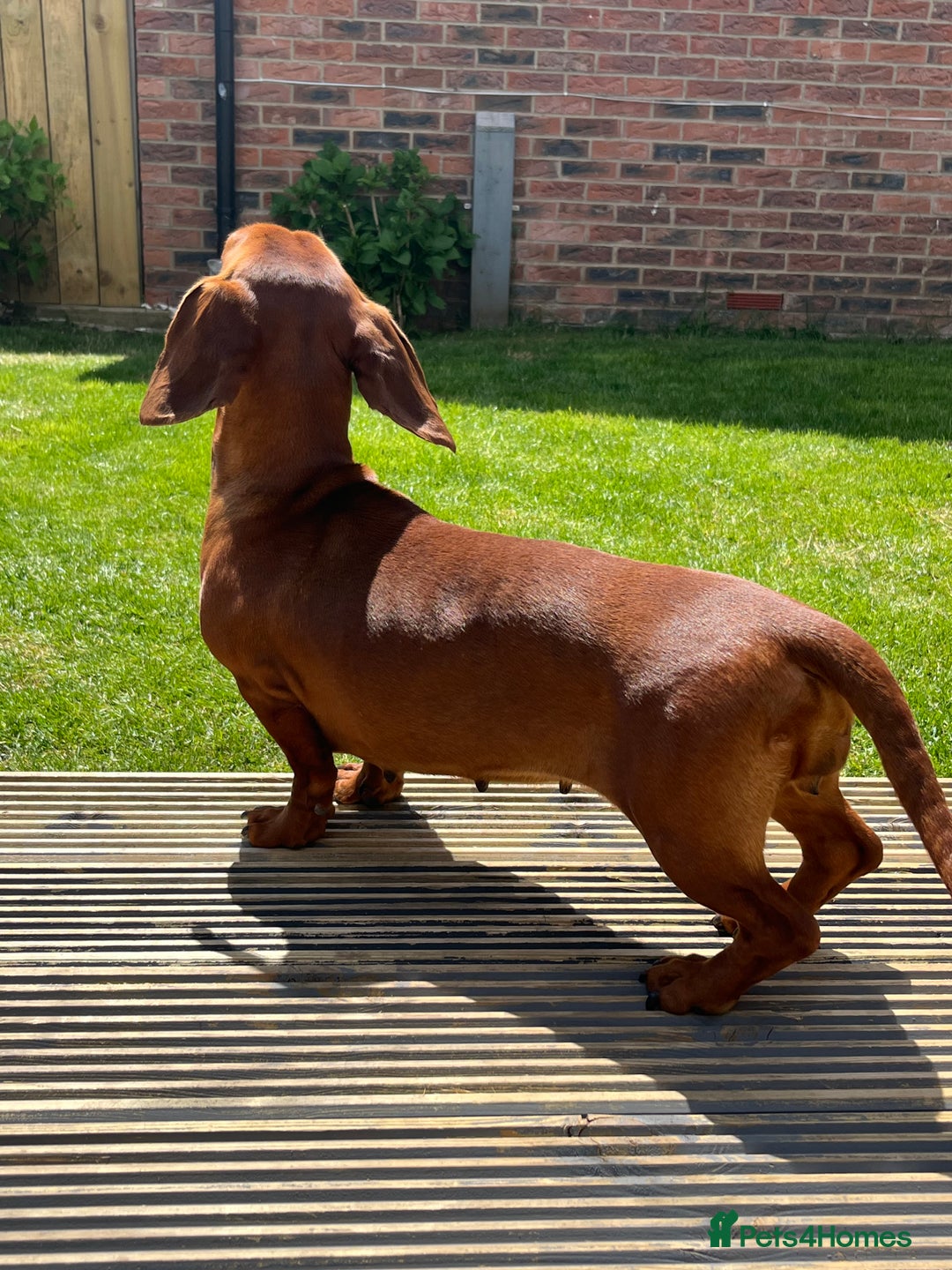 Dachshund dogs for sale: Shaded red male dachshund  - Image 3