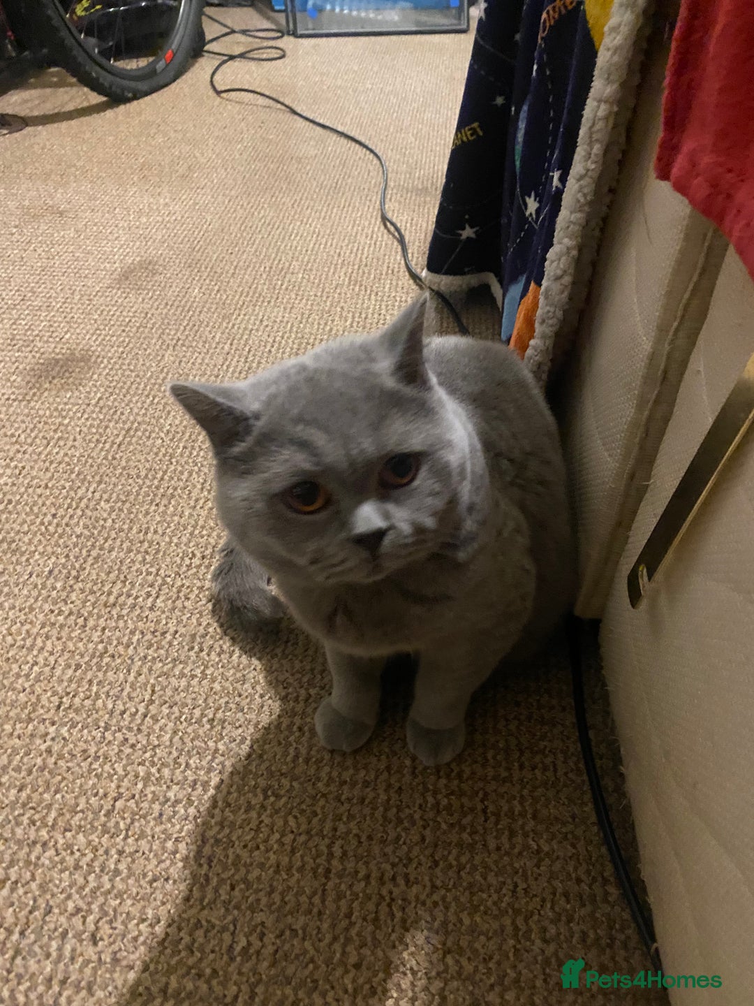 British Shorthair cats for sale: female - Advert 3