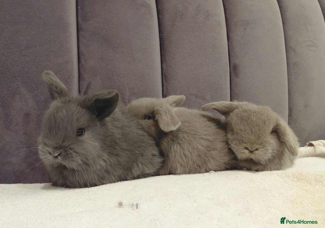 Mini Lop rabbits for sale: Gorgeous Mini Lop Babies for sale - Advert 4