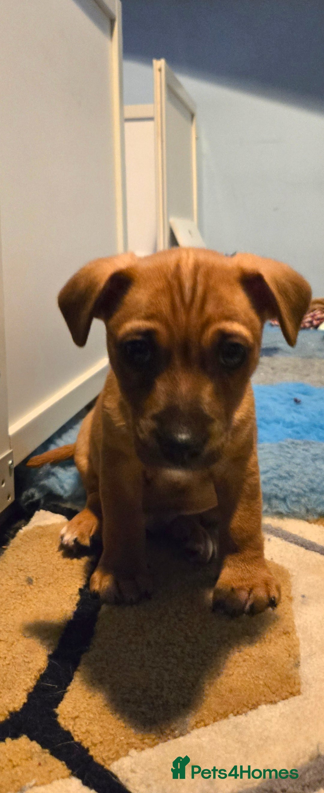 Jack Russell dogs for sale: Jack Russell puppies  - Advert 2