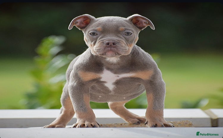 English Bulldog dogs - Advert 4