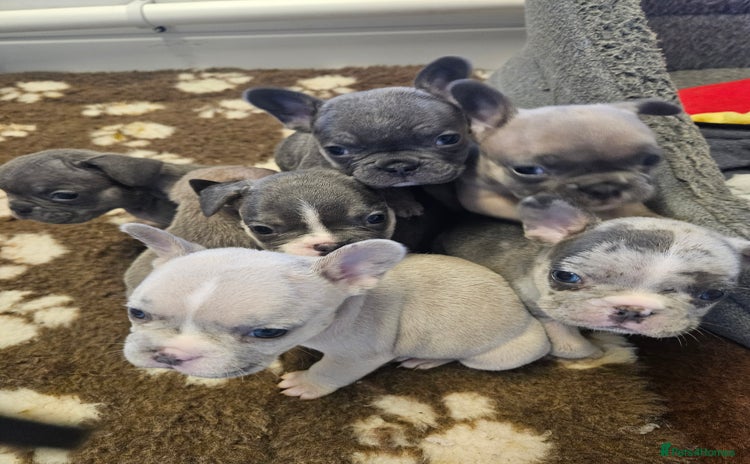 French Bulldog dogs - Advert 1