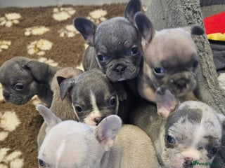French Bulldog dogs - Advert 28