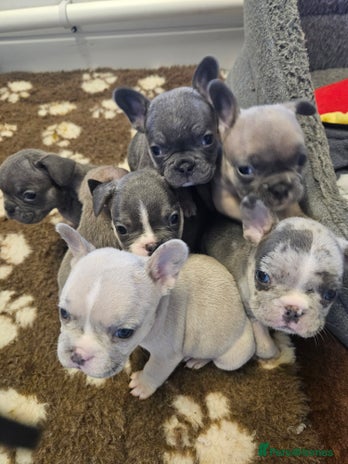 French Bulldog dogs - Advert 12