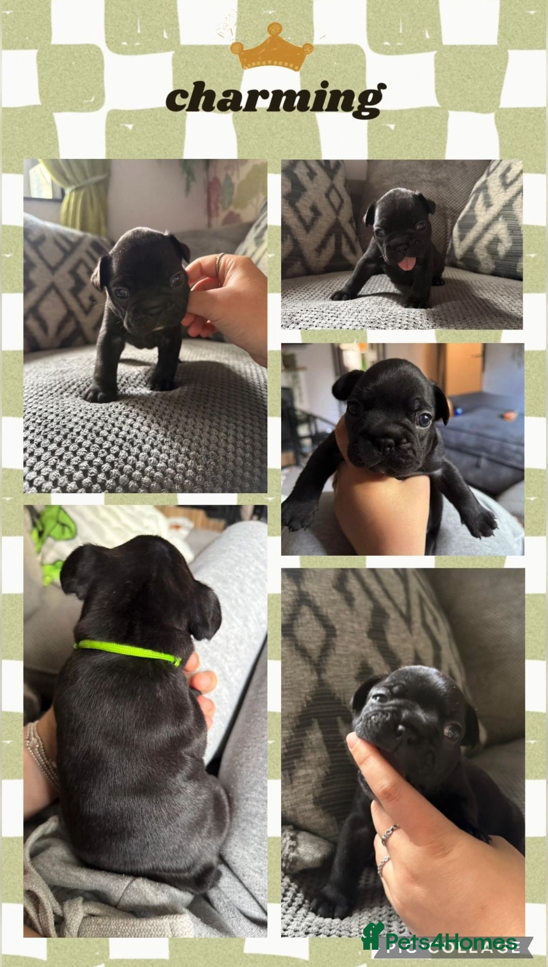 French Bulldog dogs for sale: 2 beautiful litters of French bulldog puppies - Image 15