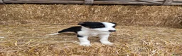 Border Collie dogs for sale: 3 Border Collie Puppies  - Advert 6