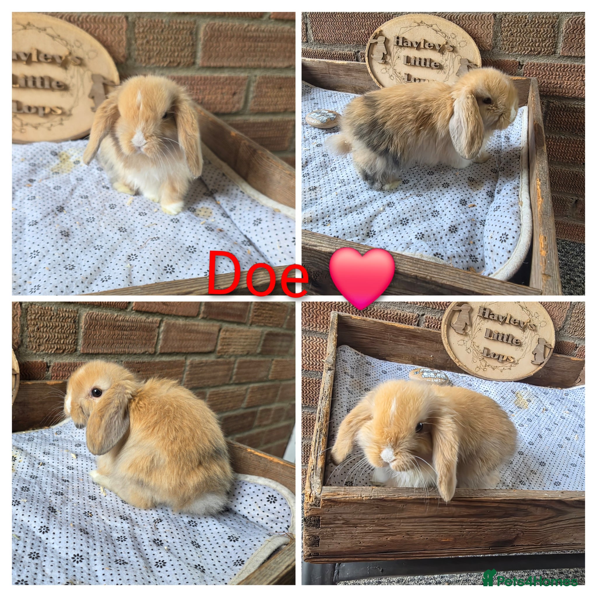 Mini Lop rabbits Gorgeous pure breed mini lops  - Advert 1