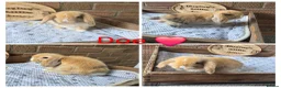 Mini Lop rabbits for sale: Gorgeous pure breed mini lops  - Advert 7